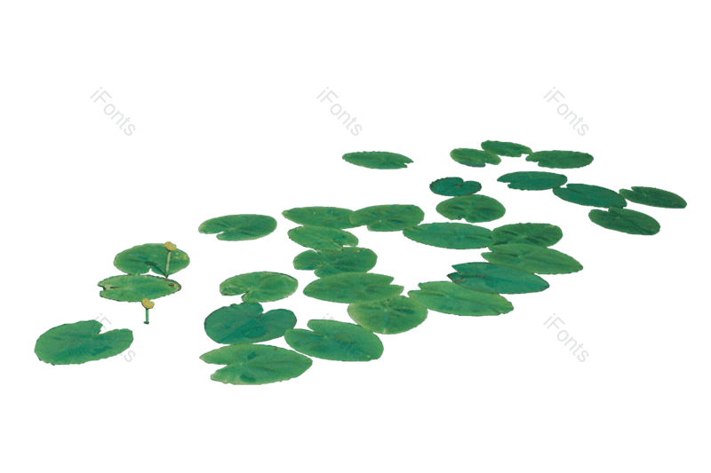 夏至图片,荷花元素,夏天PNG,花卉免抠素材